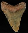 Serrated, Fossil Megalodon Tooth #59225-1